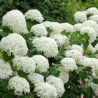 native hydrangea Annabelle with white flowers