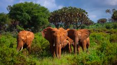 Elephants in green grass after rain in Kenya