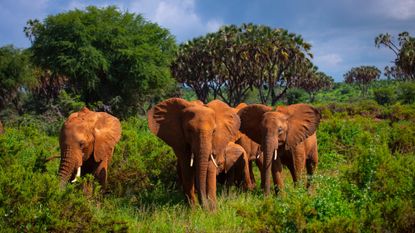 Elephants in green grass after rain in Kenya