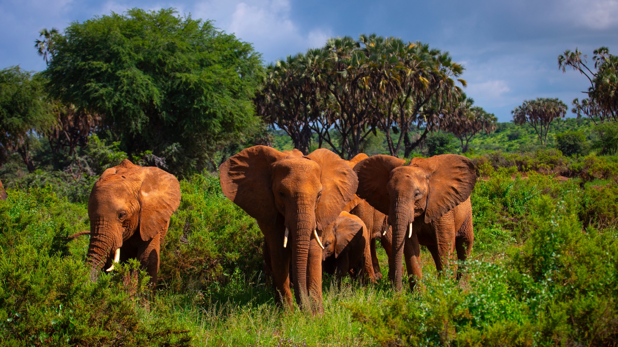 Elephants in green grass after rain in Kenya