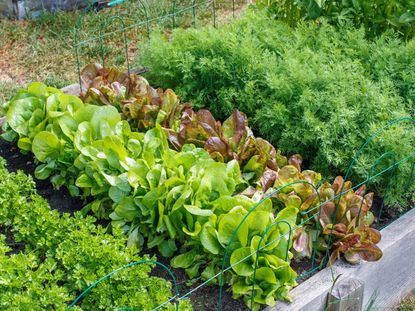 Vegetable Garden With Rows Of Green Leafy Vegetables