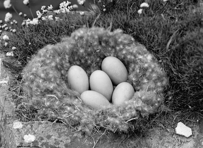 Four pale eggs rest in a down-lined nest surrounded by grass and small white flowers.