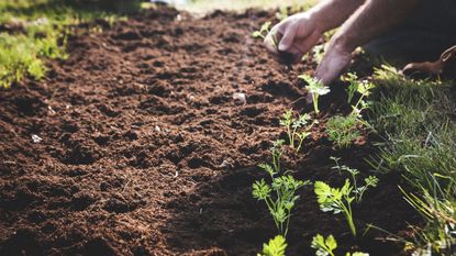 A gardener planting vegetables into fresh soil