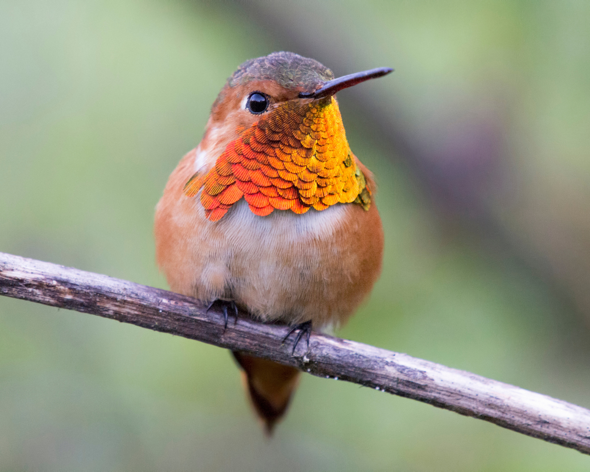 Hummingbird with orange throat feathers sitting on small twig
