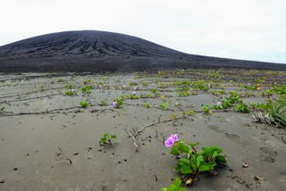 Plants have begun to grow in the flat plain surrounding the volcano of a new island in the South Pacific island nation of Tonga. The island Hunga Tonga-Hunga Ha’apai formed in 2015.