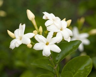 Arabian jasmine (Jasminum sambac)