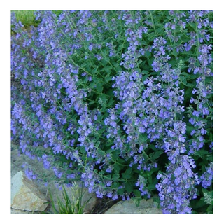 A patch of cat mint