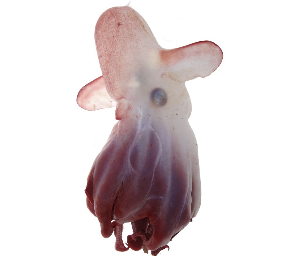 All hail 'Emperor Dumbo,' the newest species of deep-dwelling octopus