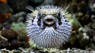 a white and cream pufferfish facing the camera with its body expanded