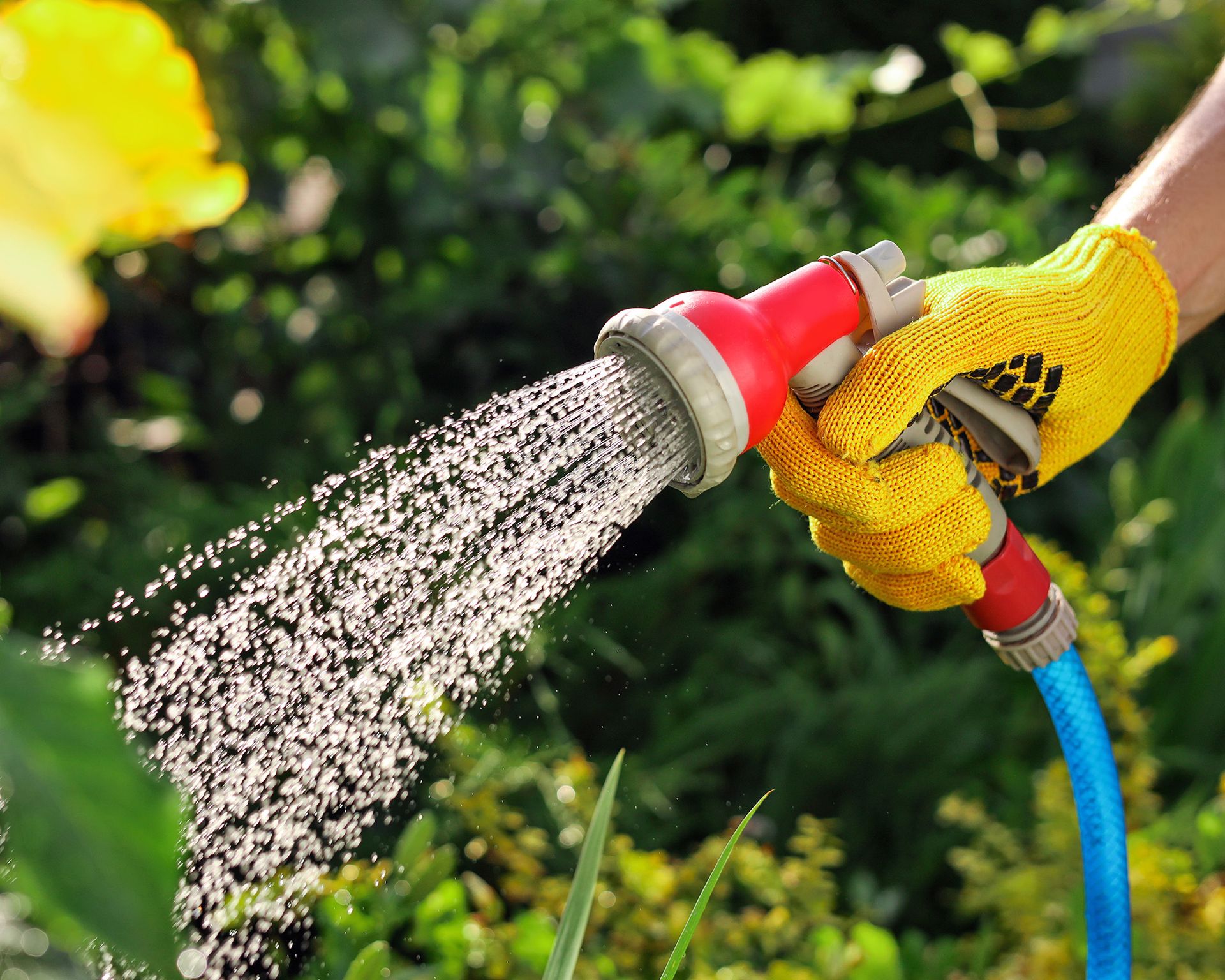 Watering garden with rain head attachment on hose