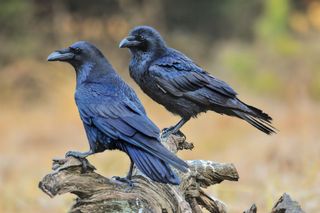 Two ravens perched on a log.