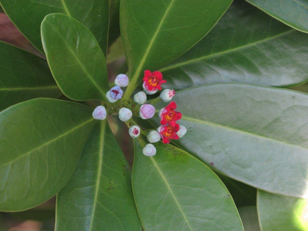 Wild Cinnamon Plant