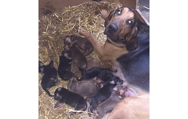 Evening, a Four Shires Bloodhound does her puppies well under the heat lamp during the summer. Photo credit Deborah Kane