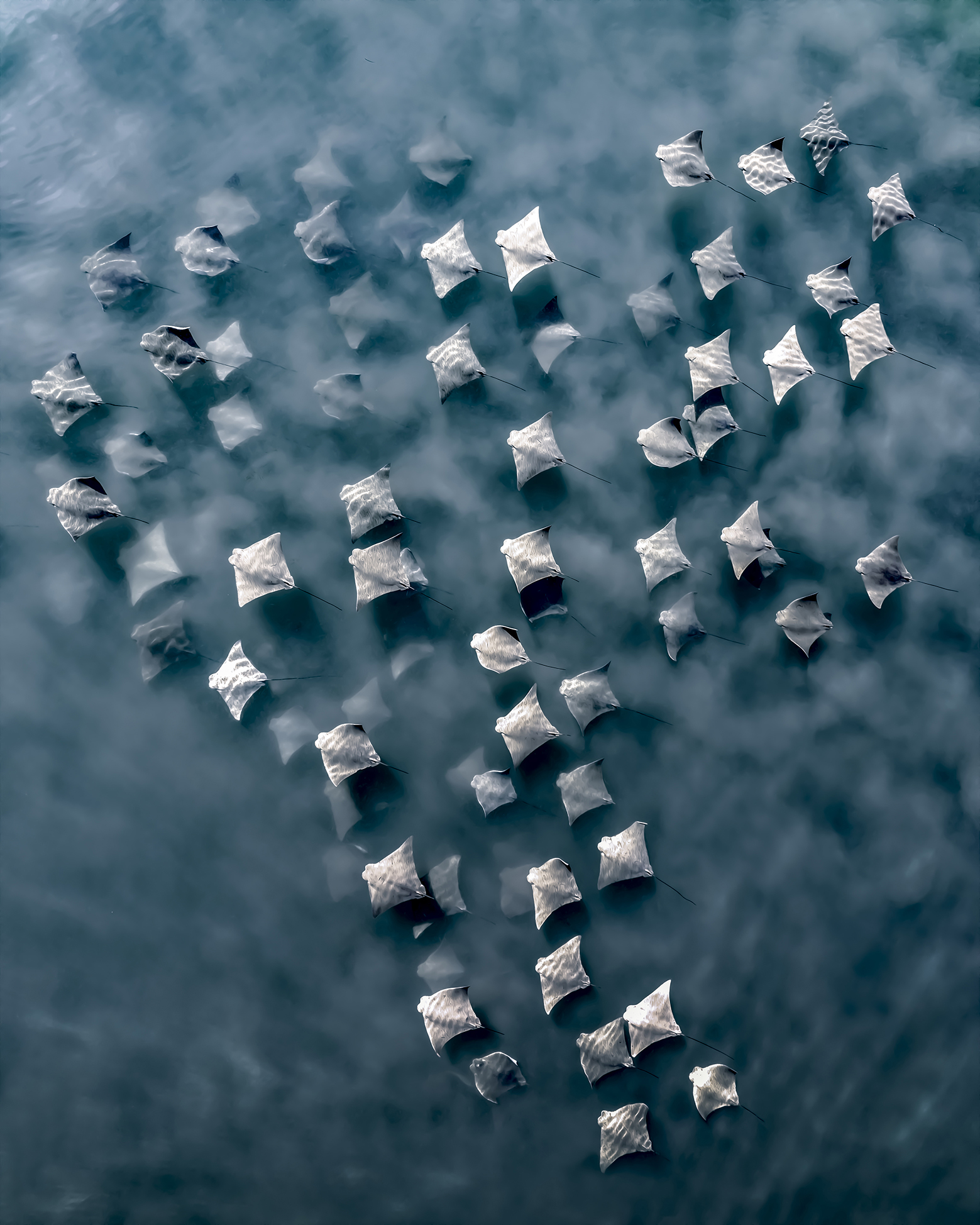 Top down drone photography of a small fever of cownose rays stiring up some sand along their travels. Southampton, NY USA