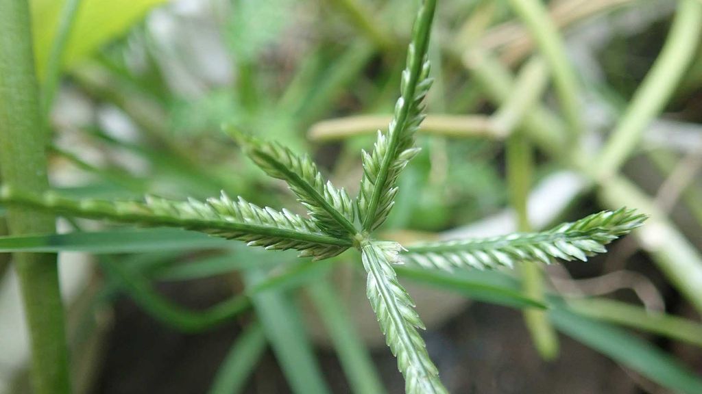 How to get rid of dallisgrass tips for this perennial weed Homes