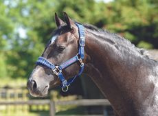 candy-stripe-headcollar-1.jpg