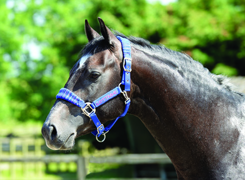 candy-stripe-headcollar-1.jpg