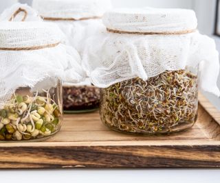 Broccoli sprouts growing in glass jars