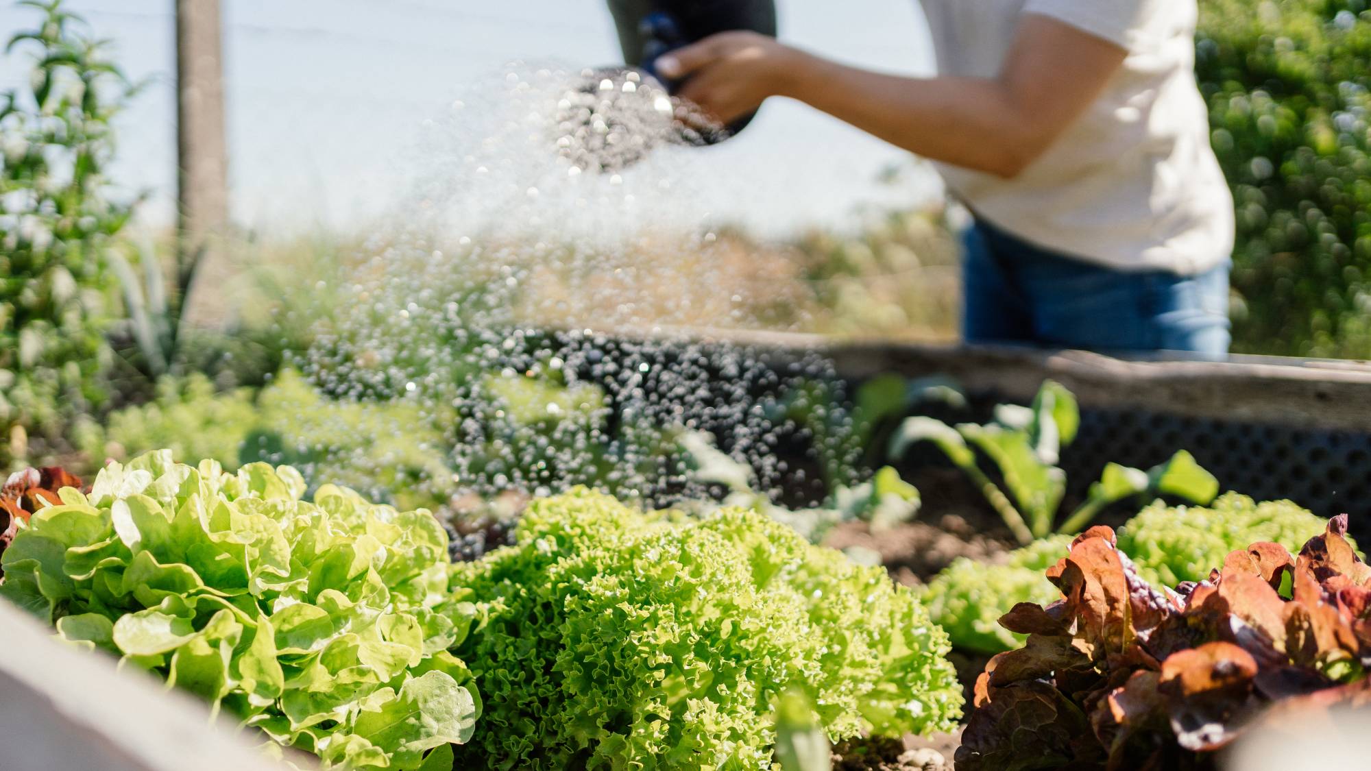 Watering raised veg bed