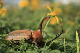 Male rhinoceros beetle