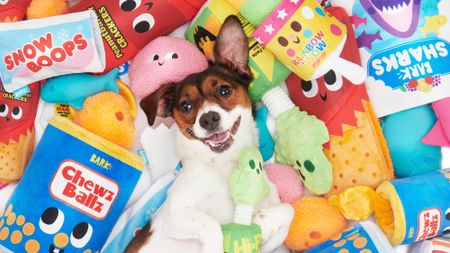dog lying down with toys