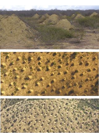 A person's (top) and bird's-eye views (middle and bottom) of the termite mounds.