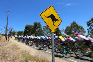 The Tour Down Under peloton passes by