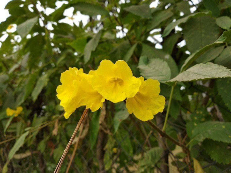 Xiaomi Redmi Note 5 camera sample