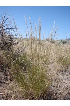 Tall Thurber's Needlegrass