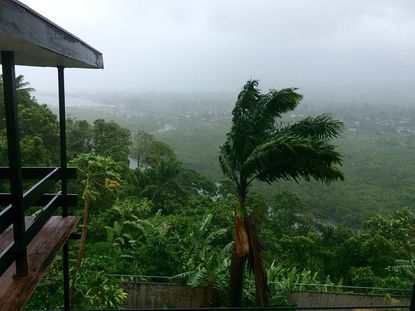Trees blow in the wind before Cyclone Winston hit Fiji.