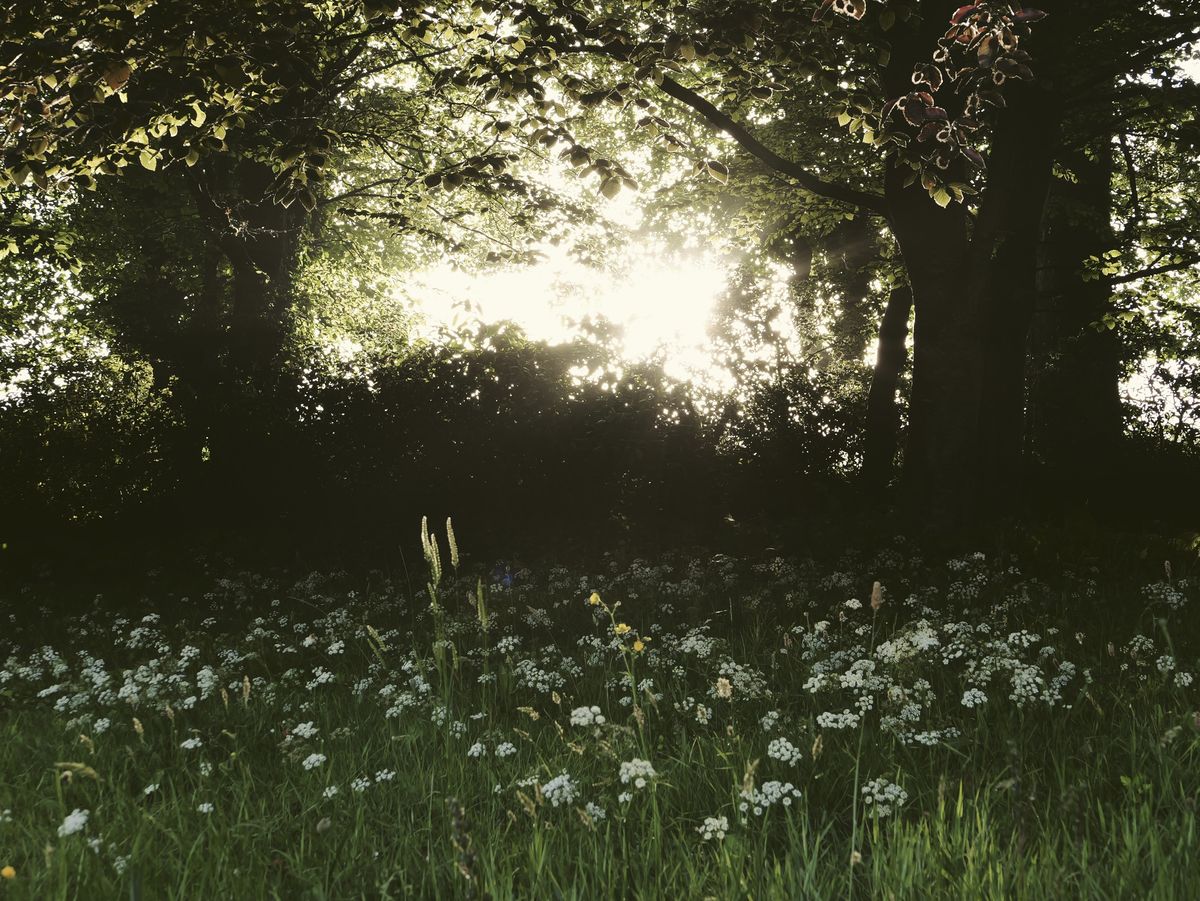 Sample image taken with the Panasonic Lumix L10; a wildflower meadow, with early sunlight bursting through trees