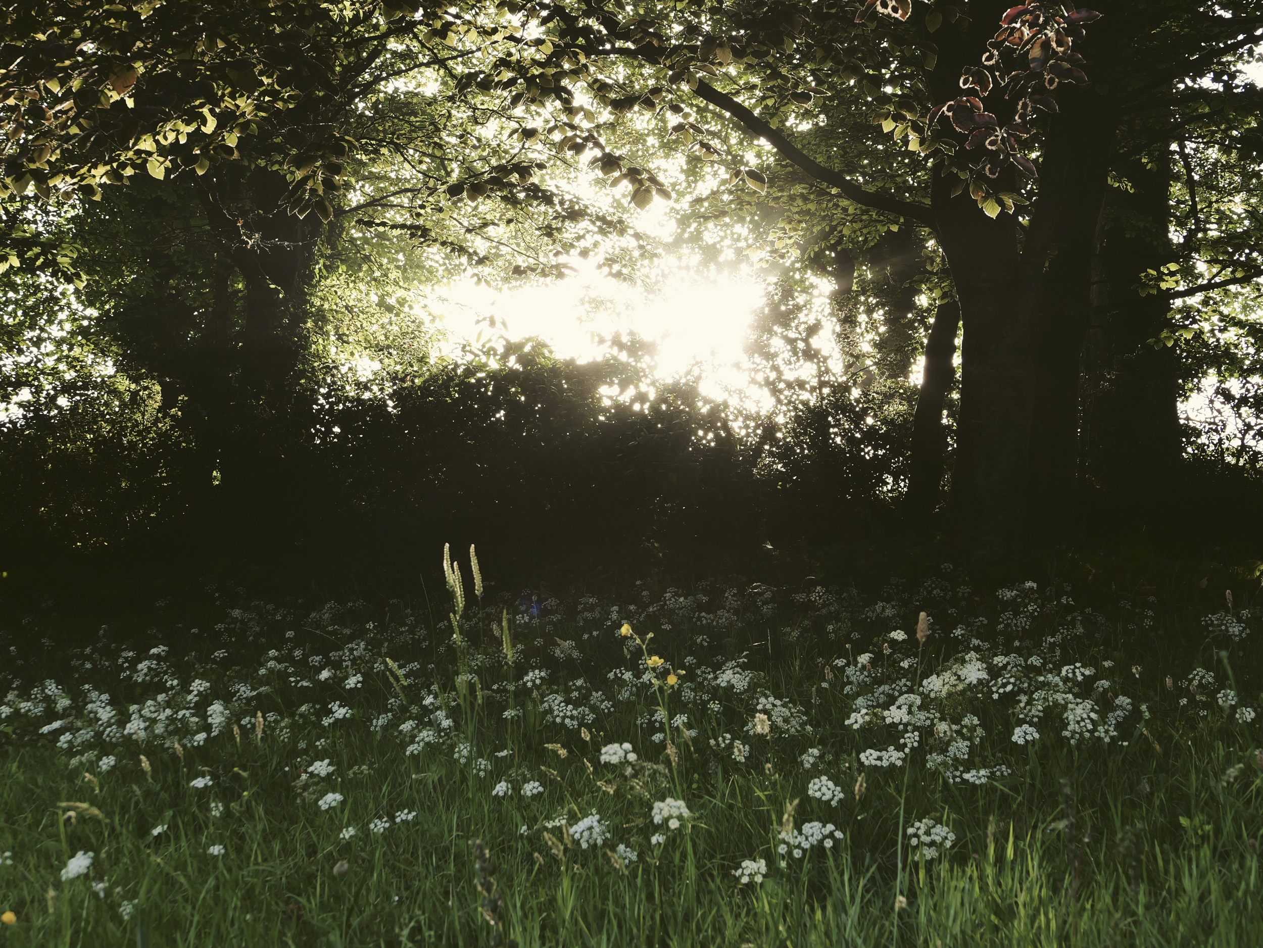 Sample image taken with the Panasonic Lumix L10; a wildflower meadow, with early sunlight bursting through trees