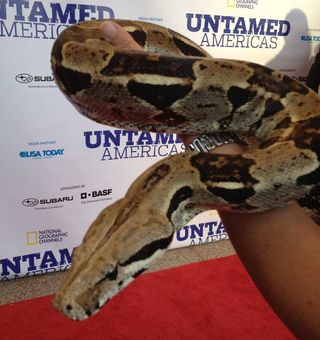 The boa constrictor was a popular accessory at the premiere.