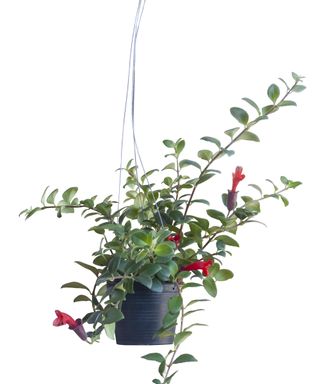 Lipstick plant suspended from ceiling