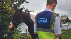 RSPCA-alamy-ERN8PG_54375082_164650281.jpg