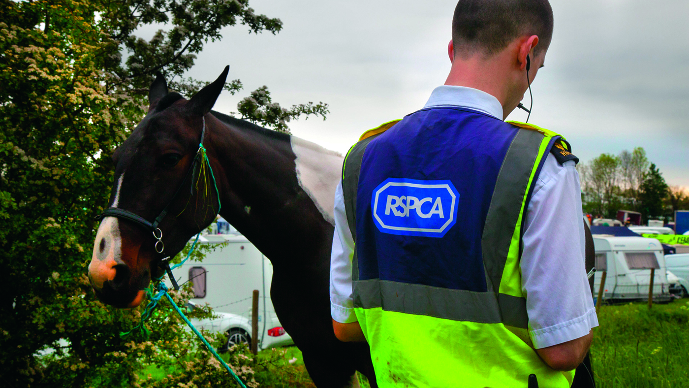 RSPCA-alamy-ERN8PG_54375082_164650281.jpg