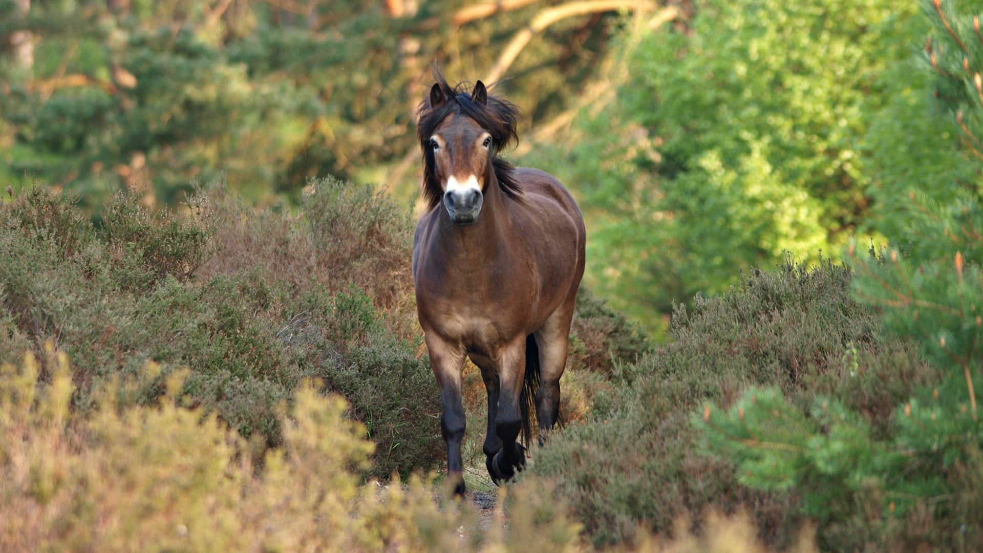 Exmoor pony in a forest