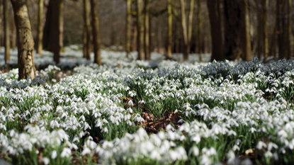 A carpet of snowdrop blossoms among the trees in Welford Park