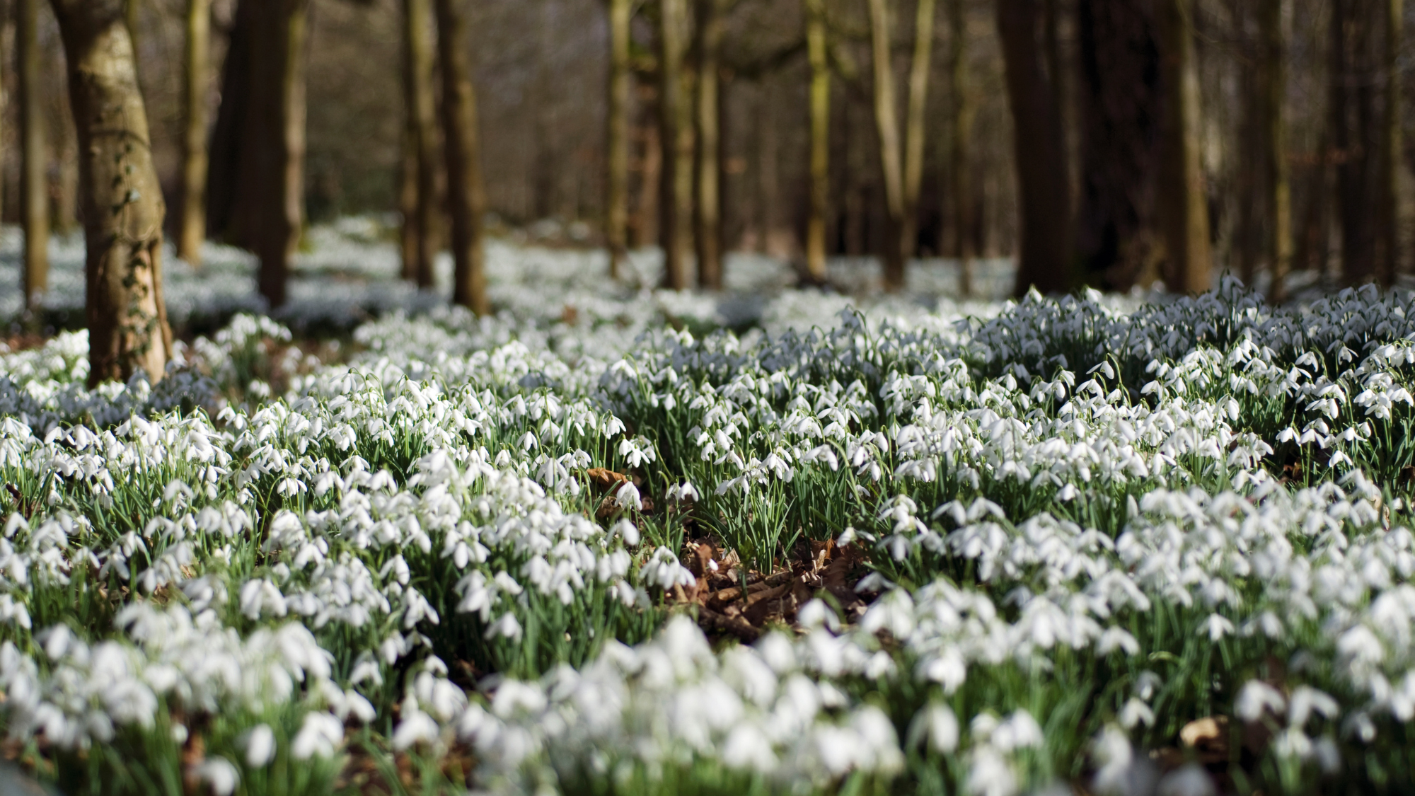 A carpet of snowdrop blossoms among the trees in Welford Park