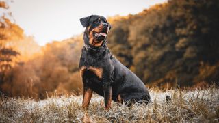 Rottweiler