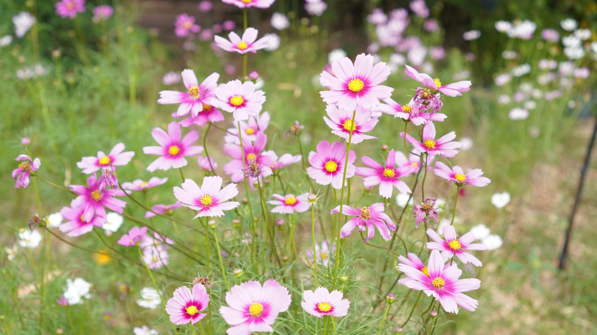 picture of pink cosmos flowers growing in garden