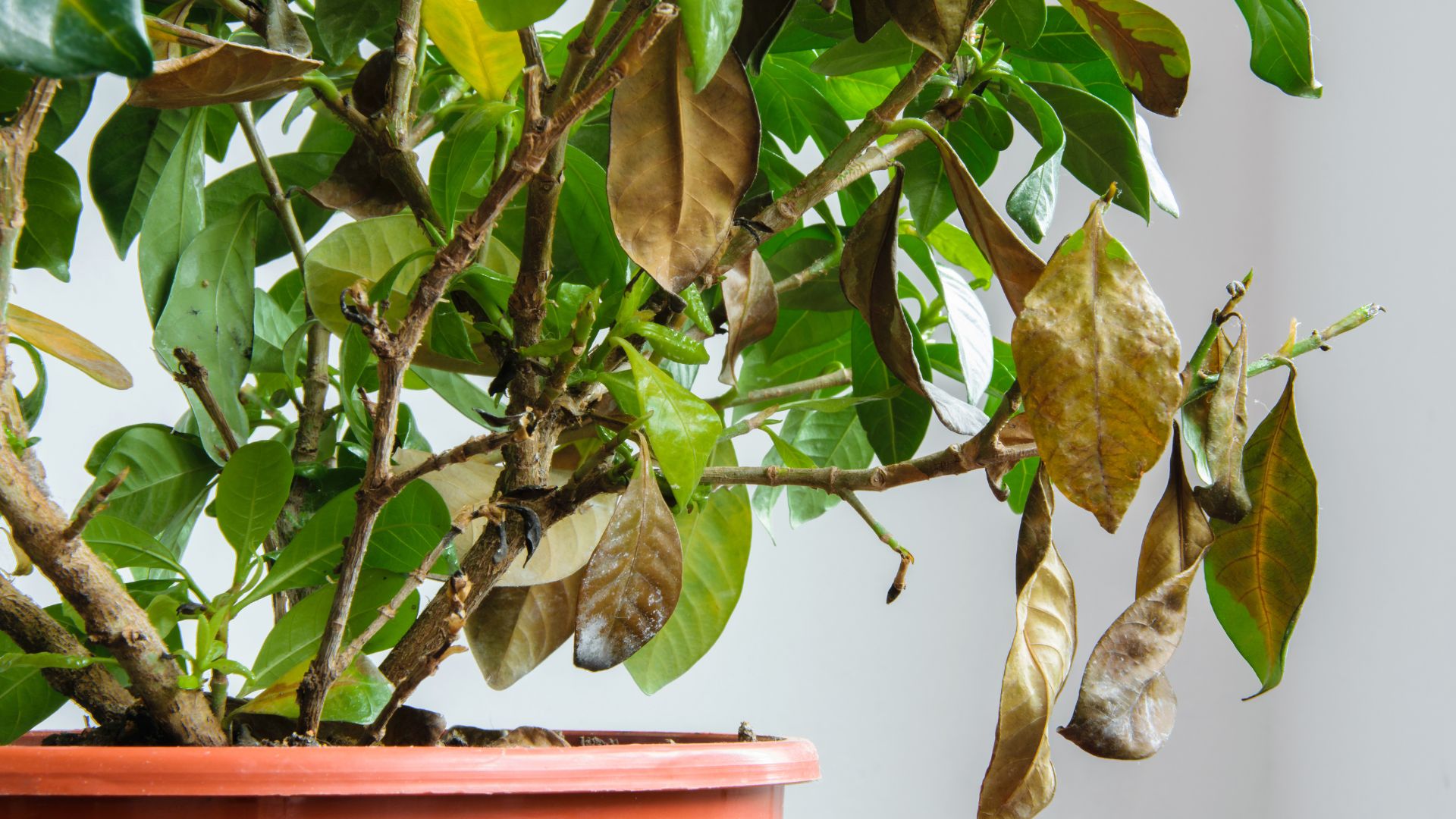 A diseased gardenia plant