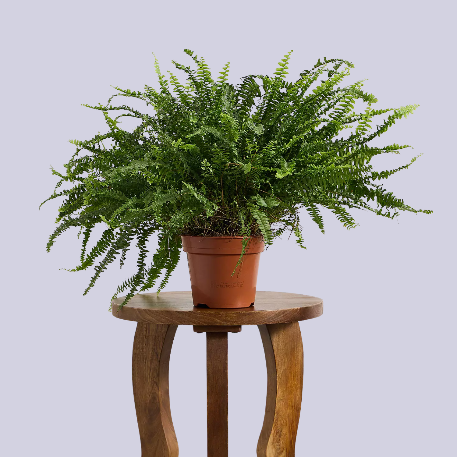 A Boston fern in a plastic pot on a wood pedestal
