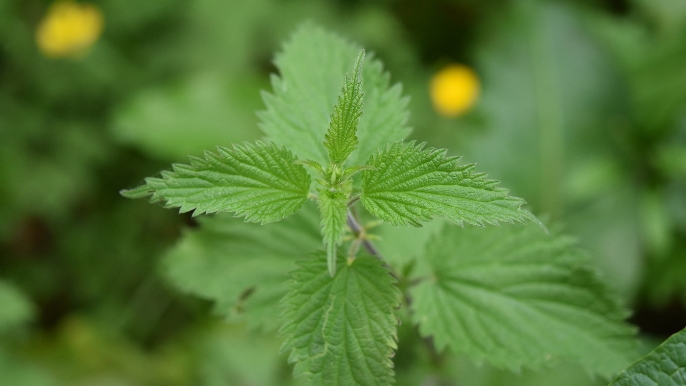 Nettles.jpg