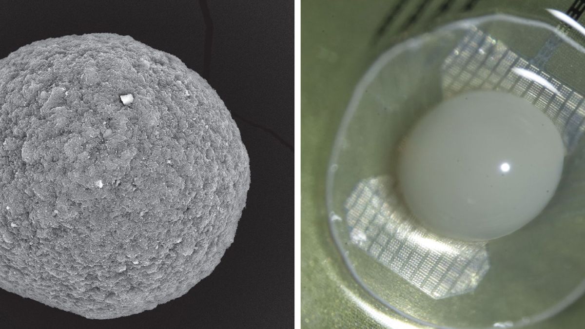 Swiss lab where researchers are working to create computers powered by mini human brains revealed in new report — mini brain organoids revealed, developers say 'we shouldn't be scared of them'