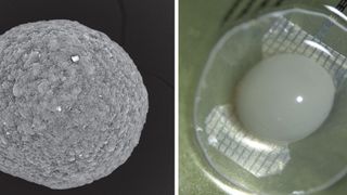 FinalSpark's wetware development