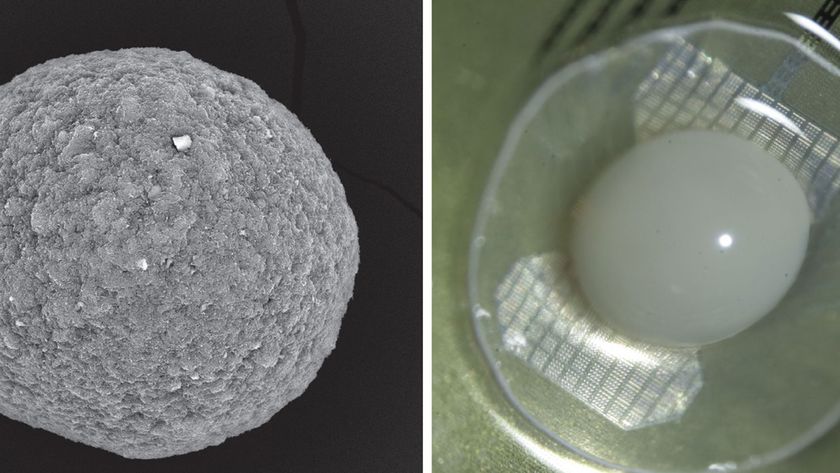 FinalSpark&#039;s wetware development