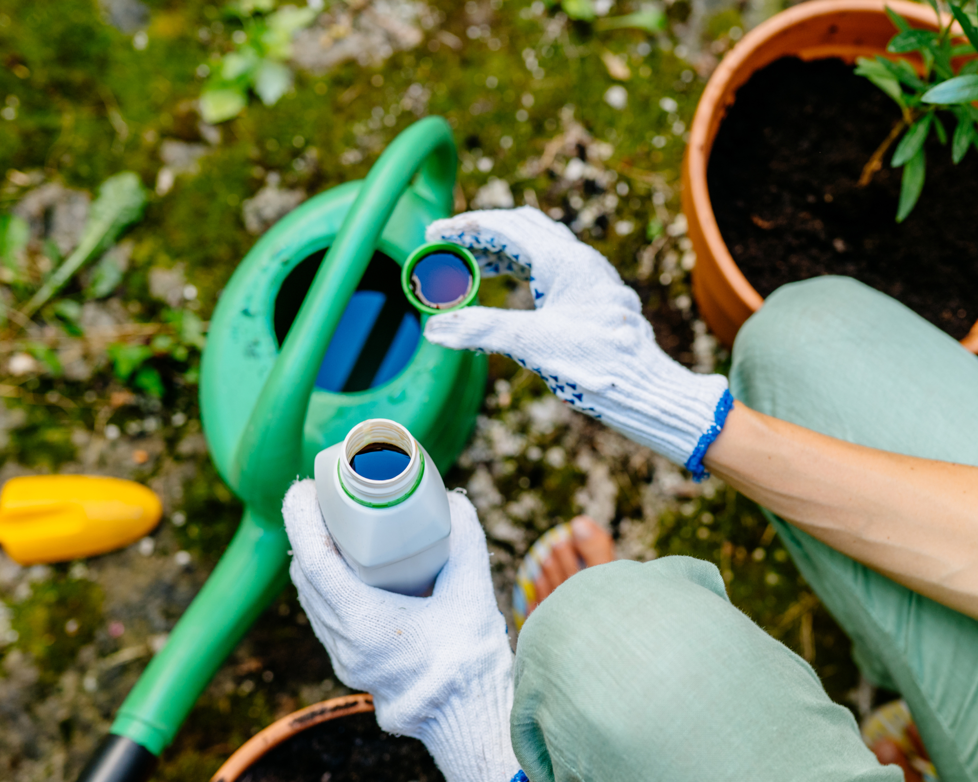 Woman pours liquid fertilizer into watering can