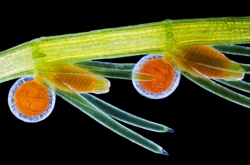 Órgãos reprodutivos de algas Stonewort (Chara virgata) - oogônias (órgãos femininos) e formigas