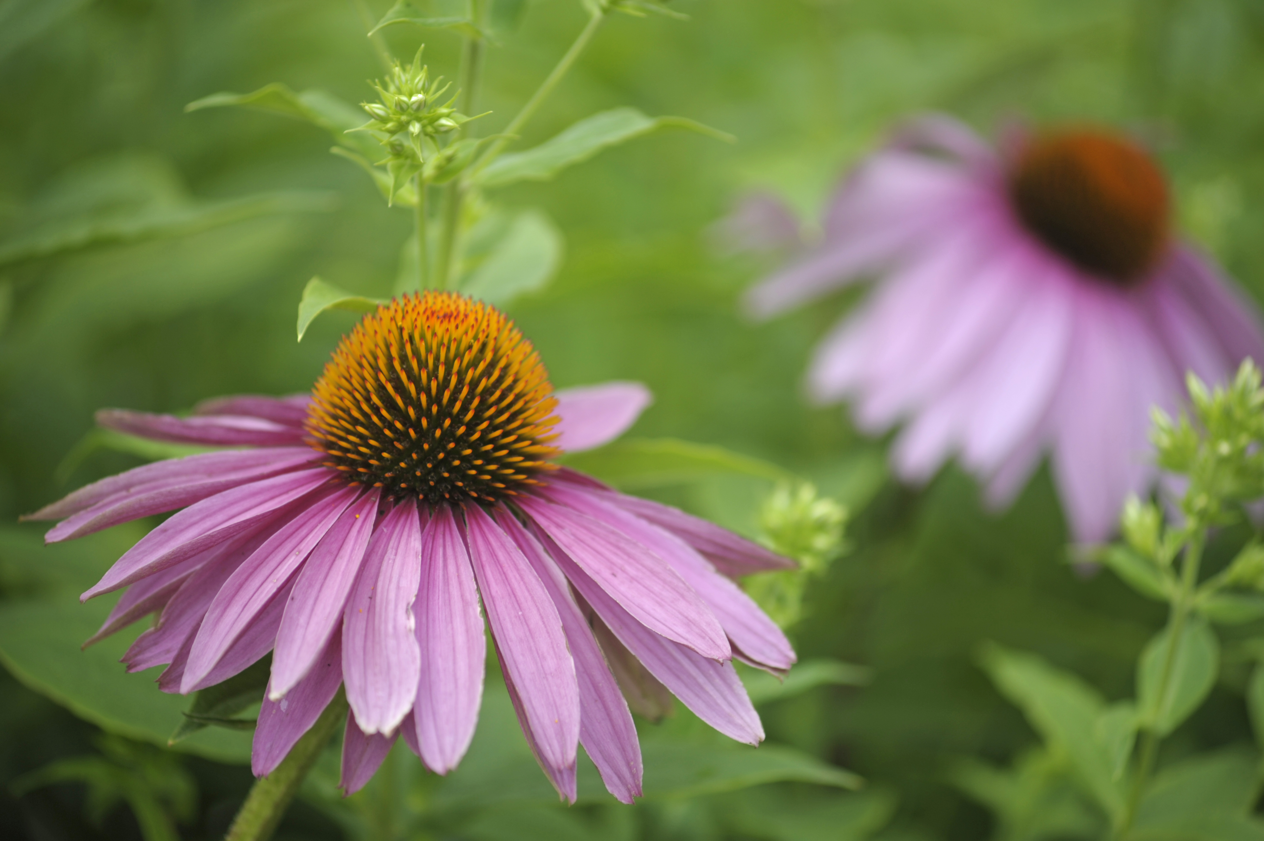 Coneflower plant